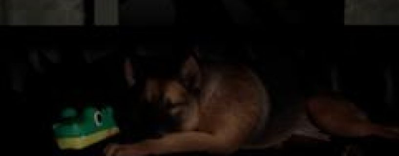 The Good Dog Chasing Shadows Free Download Early Access