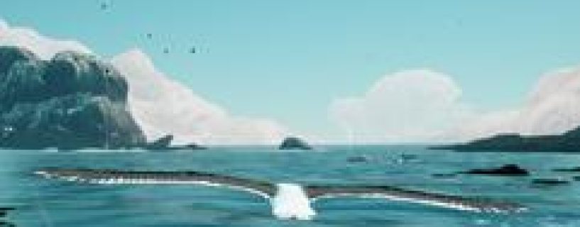 Toroa Skycall Free Download Build 23191605
